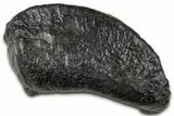 Large Fossil Whale Ear Bone - South Carolina #346976-1